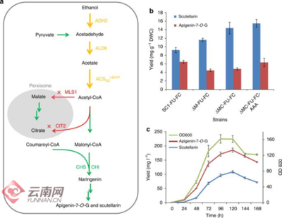 科技賦能傳統(tǒng)草藥 云南成功人工合成燈盞花核心藥效成分燈盞乙素
