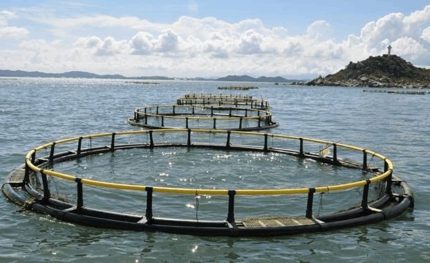 水產養(yǎng)殖賺錢前景,發(fā)財致富指日可待-牧之驕