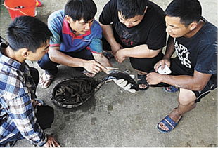 成都農(nóng)業(yè)科技職業(yè)學(xué)院 現(xiàn)代學(xué)徒制 改革試點與發(fā)展之路