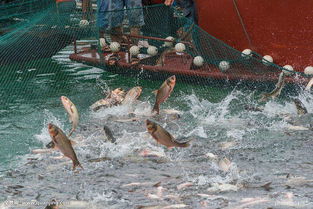 智能水產養殖系統原理和價格解析 為什么它可以大大提高養殖成活率