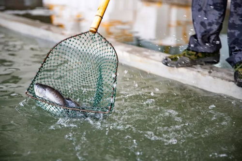 水產(chǎn)養(yǎng)殖戶為何難掌握技術(shù) 背后有幾大隱情