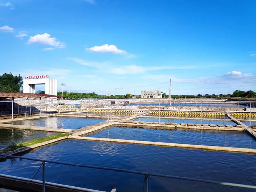 年可育優質羅非魚苗種達2億尾 高州市百聯水產種苗