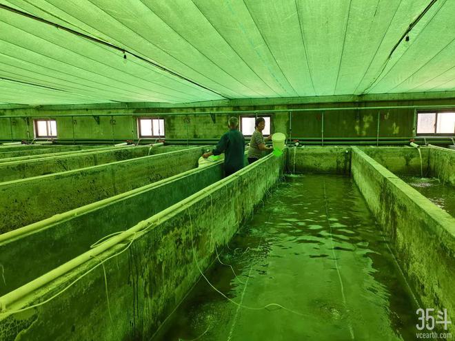 福居農(nóng)業(yè):年?duì)I收達(dá)2.8億元,爭做紅螯螯蝦育繁推一體化領(lǐng)軍企業(yè)