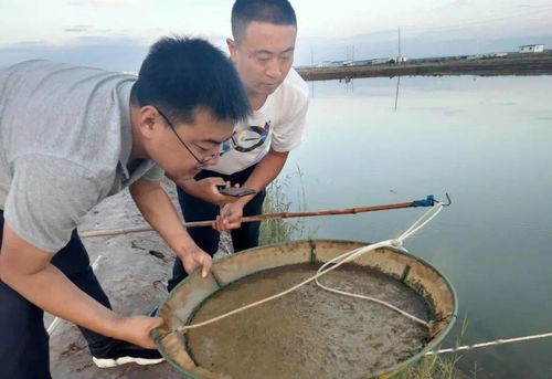 這個(gè)生態(tài)養(yǎng)殖模式,厲害了 年產(chǎn)量達(dá)30多萬斤,產(chǎn)值1200萬元