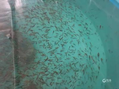 每年將產(chǎn)出魚苗2000萬尾!全人工繁育技術(shù)研發(fā)成功,又一條名貴魚種&ldquo;游&rdquo;向全國