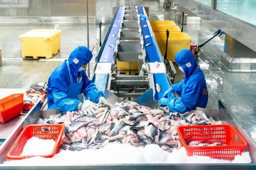 科技引領(lǐng)龍頭帶動,三水都市農(nóng)業(yè)綻放光彩 奮戰(zhàn)百千萬 三水譜新篇 系列圖集