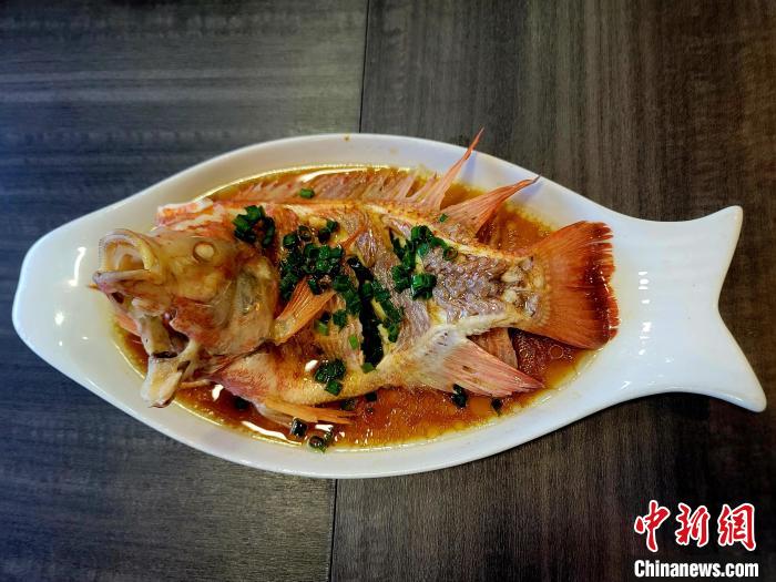 海口探索&ldquo;咸淡水紅鯛魚&rdquo;養(yǎng)殖新賽道 市場供不應(yīng)求