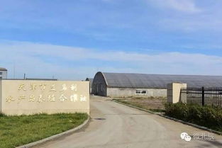 這個冬天,北辰人民菜籃子里怎能只有蘿卜白菜