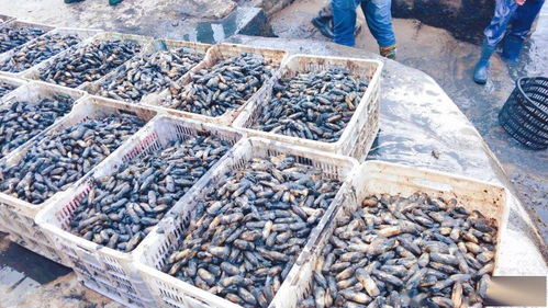 一畝地賺1.2萬 不斷學習先進技術，水產養殖增收增產之道