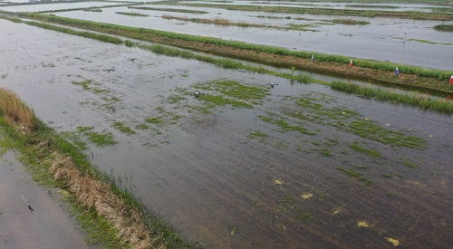 科技賦能，泗洪水產(chǎn)養(yǎng)殖迎發(fā)展新機(jī)遇